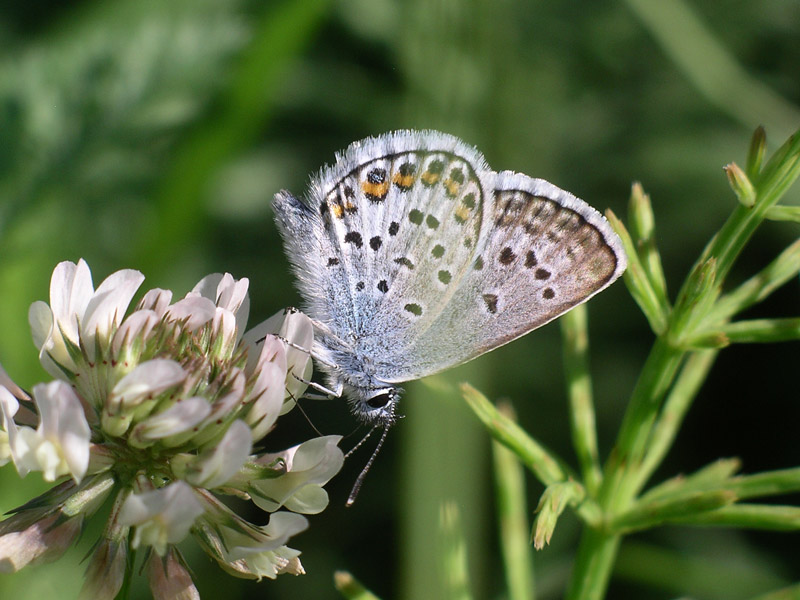 Da determinare - Plebejus argus?